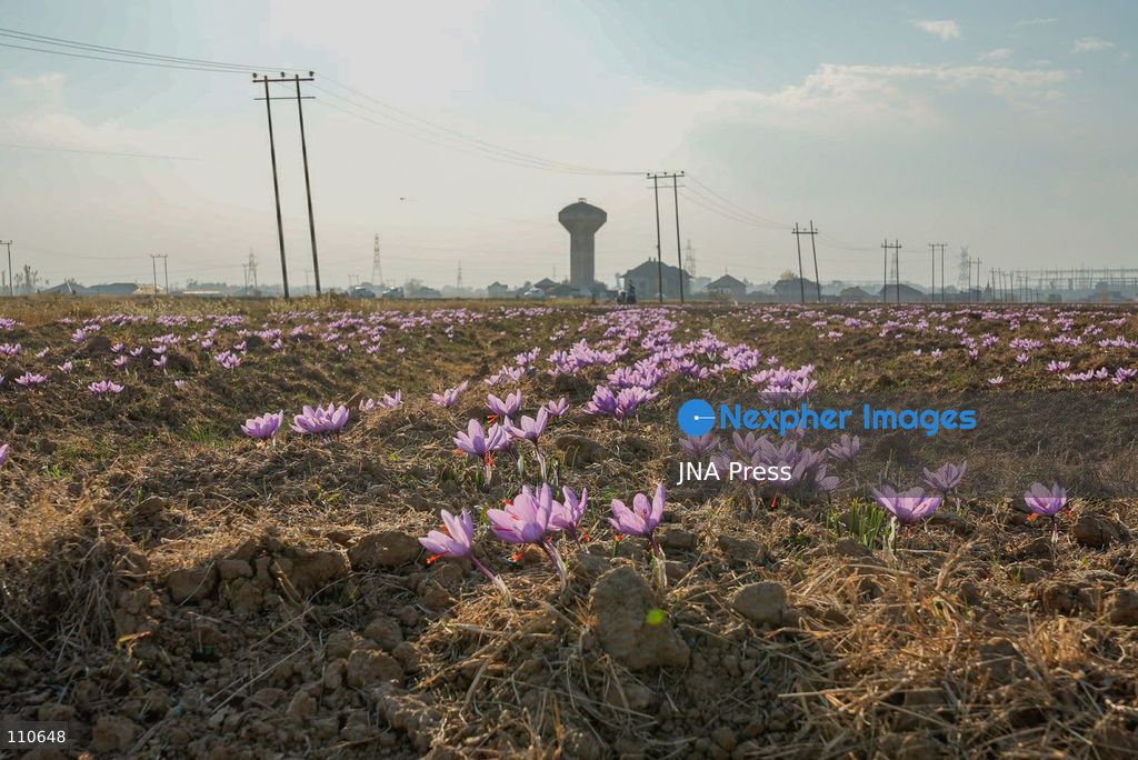 PAMPORE, PULWAMA DISTRICT, KASHMIR, INDIA - OCTOBER 30, 2026: A saffron grower collects flowers during the harvesting season in a field in Pampore. The annual harvest runs from late October into mid-November. (Photo by Owais Amin/JNA Press via Nexpher Images)