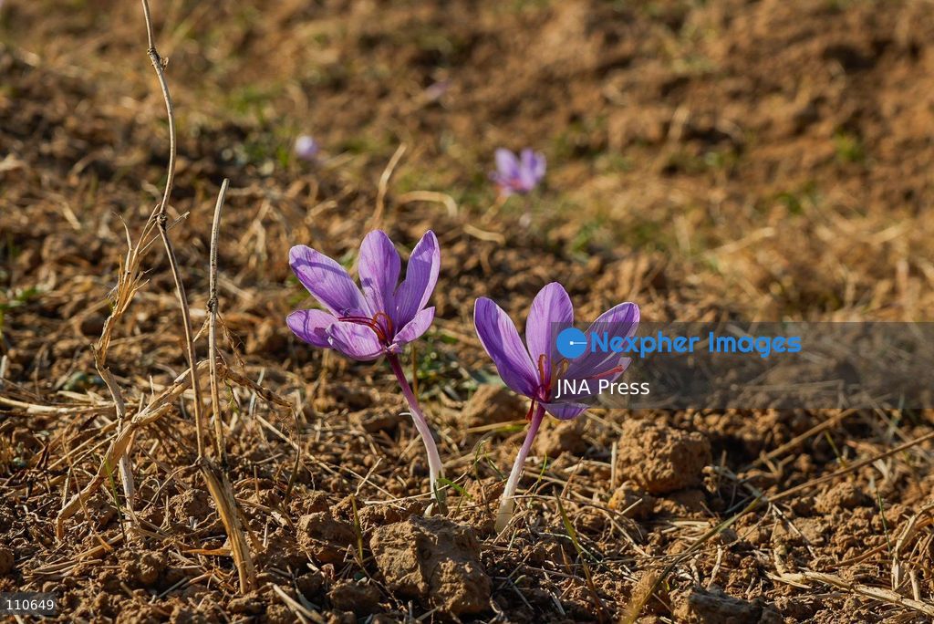 PAMPORE, PULWAMA DISTRICT, KASHMIR, INDIA - OCTOBER 30, 2026: A saffron grower collects flowers during the harvesting season in a field in Pampore. The annual harvest runs from late October into mid-November. (Photo by Owais Amin/JNA Press via Nexpher Images)