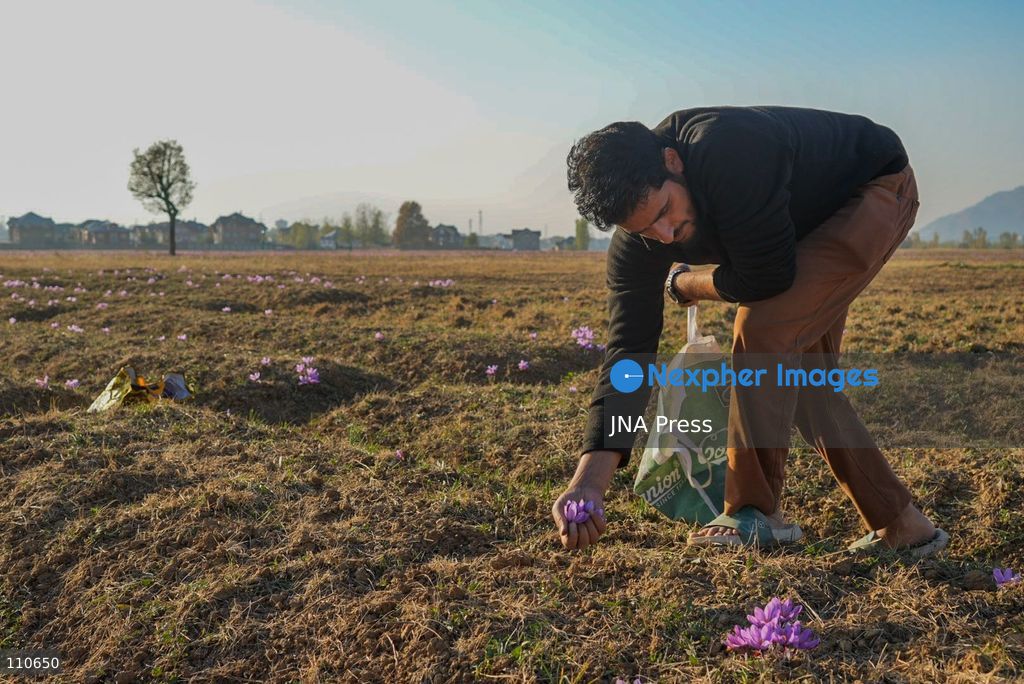 PAMPORE, PULWAMA DISTRICT, KASHMIR, INDIA - OCTOBER 30, 2026: A saffron grower collects flowers during the harvesting season in a field in Pampore. The annual harvest runs from late October into mid-November. (Photo by Owais Amin/JNA Press via Nexpher Images)