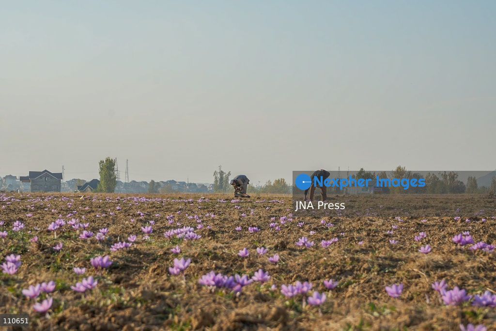 PAMPORE, PULWAMA DISTRICT, KASHMIR, INDIA - OCTOBER 30, 2026: A saffron grower collects flowers during the harvesting season in a field in Pampore. The annual harvest runs from late October into mid-November. (Photo by Owais Amin/JNA Press via Nexpher Images)
