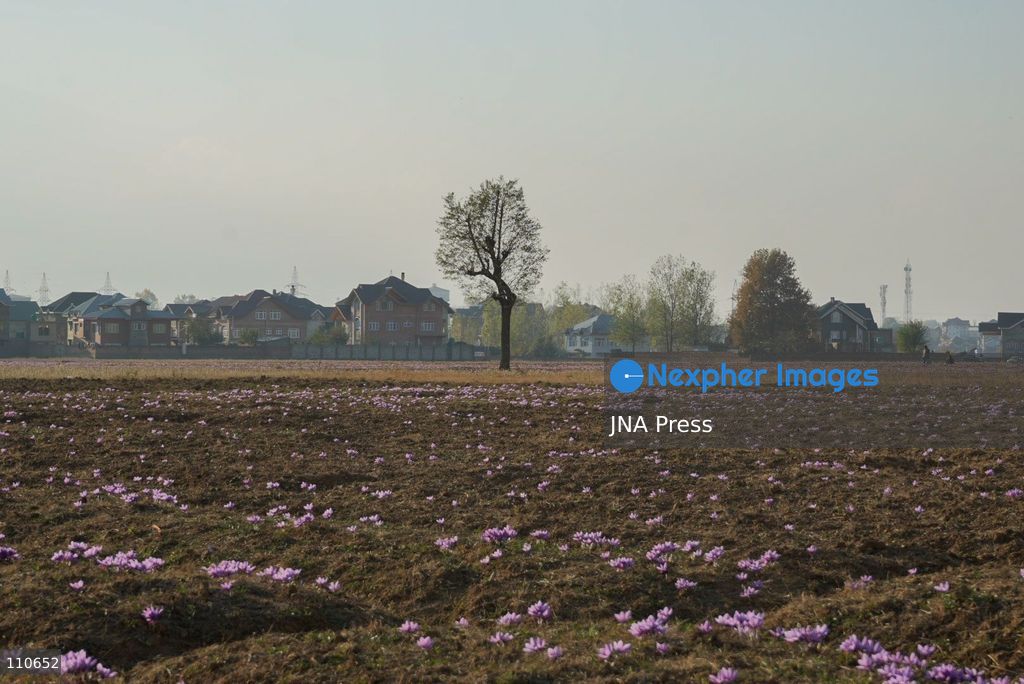 PAMPORE, PULWAMA DISTRICT, KASHMIR, INDIA - OCTOBER 30, 2026: A saffron grower collects flowers during the harvesting season in a field in Pampore. The annual harvest runs from late October into mid-November. (Photo by Owais Amin/JNA Press via Nexpher Images)