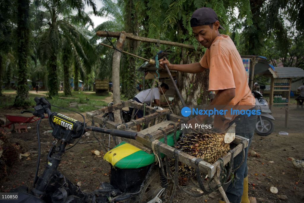 ARCHIVE - ACEH, INDONESIA, SEPTEMBER 24, 2026: Workers transport and weigh harvested oil palm fruit bunches for sale to a local collector in Aceh. BDS Indonesia’s “Stop Palm Oil to Israel” campaign calls on the government to end palm oil exports to Israel as part of a broader demand to sever trade ties. Campaign co-founder Muhammad Syauqi Hafiz links the demand to Israel’s actions against Palestinians and environmental destruction associated with forest and land fires in Indonesia. (Photo by Edsah Setiawan/JNA Press via Nexpher Images)
