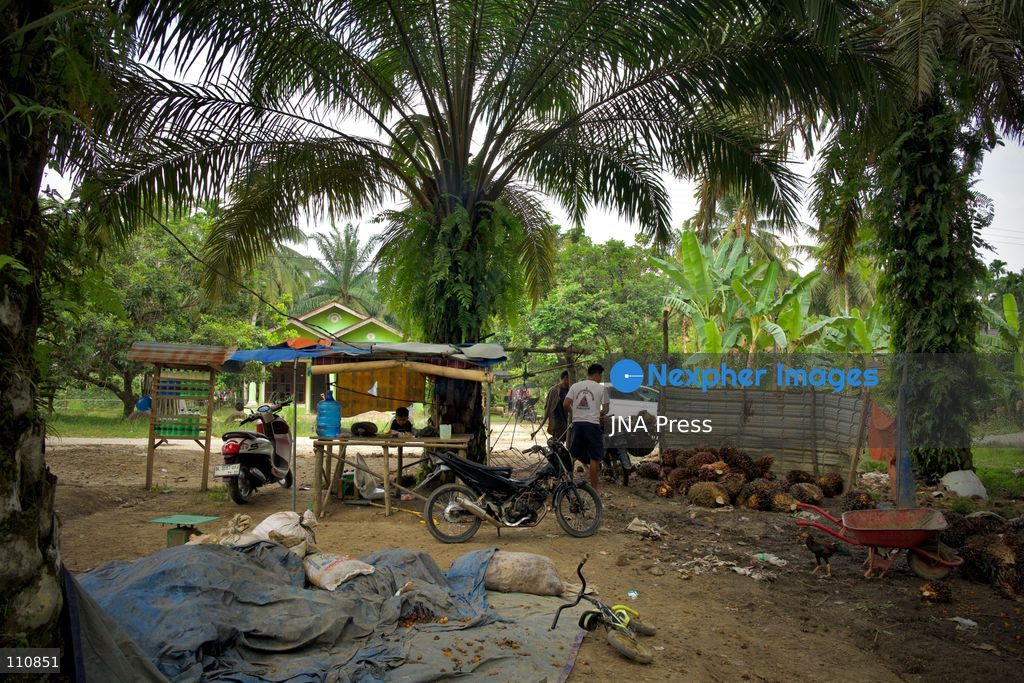 ARCHIVE - ACEH, INDONESIA, SEPTEMBER 24, 2026: Workers transport and weigh harvested oil palm fruit bunches for sale to a local collector in Aceh. BDS Indonesia’s “Stop Palm Oil to Israel” campaign calls on the government to end palm oil exports to Israel as part of a broader demand to sever trade ties. Campaign co-founder Muhammad Syauqi Hafiz links the demand to Israel’s actions against Palestinians and environmental destruction associated with forest and land fires in Indonesia. (Photo by Edsah Setiawan/JNA Press via Nexpher Images)
