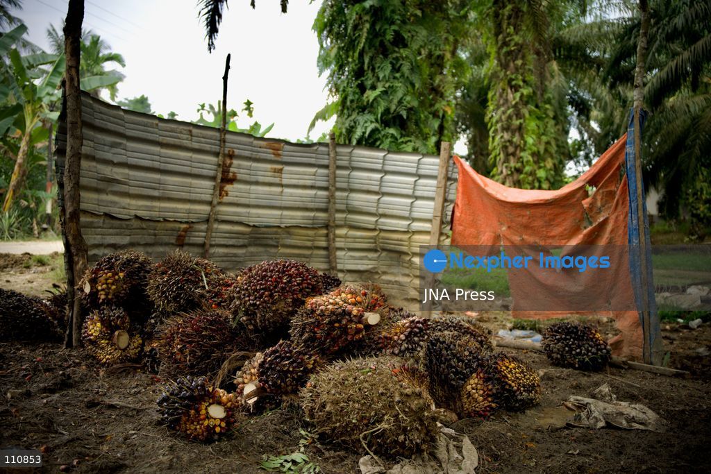 ARCHIVE - ACEH, INDONESIA, SEPTEMBER 24, 2026: Workers transport and weigh harvested oil palm fruit bunches for sale to a local collector in Aceh. BDS Indonesia’s “Stop Palm Oil to Israel” campaign calls on the government to end palm oil exports to Israel as part of a broader demand to sever trade ties. Campaign co-founder Muhammad Syauqi Hafiz links the demand to Israel’s actions against Palestinians and environmental destruction associated with forest and land fires in Indonesia. (Photo by Edsah Setiawan/JNA Press via Nexpher Images)