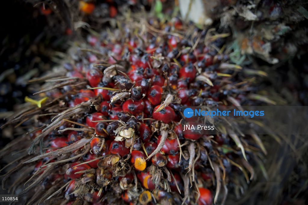 ARCHIVE - ACEH, INDONESIA, SEPTEMBER 24, 2026: Workers transport and weigh harvested oil palm fruit bunches for sale to a local collector in Aceh. BDS Indonesia’s “Stop Palm Oil to Israel” campaign calls on the government to end palm oil exports to Israel as part of a broader demand to sever trade ties. Campaign co-founder Muhammad Syauqi Hafiz links the demand to Israel’s actions against Palestinians and environmental destruction associated with forest and land fires in Indonesia. (Photo by Edsah Setiawan/JNA Press via Nexpher Images)