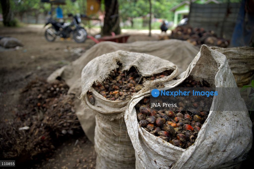 ARCHIVE - ACEH, INDONESIA, SEPTEMBER 24, 2026: Workers transport and weigh harvested oil palm fruit bunches for sale to a local collector in Aceh. BDS Indonesia’s “Stop Palm Oil to Israel” campaign calls on the government to end palm oil exports to Israel as part of a broader demand to sever trade ties. Campaign co-founder Muhammad Syauqi Hafiz links the demand to Israel’s actions against Palestinians and environmental destruction associated with forest and land fires in Indonesia. (Photo by Edsah Setiawan/JNA Press via Nexpher Images)
