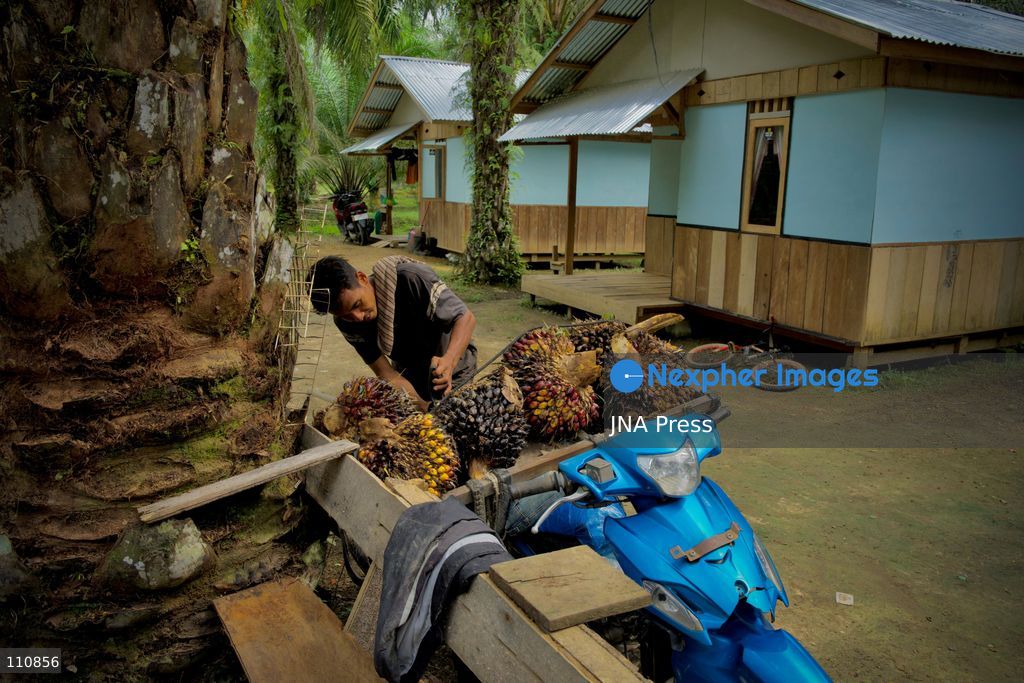 ARCHIVE - ACEH, INDONESIA, SEPTEMBER 24, 2026: Workers transport and weigh harvested oil palm fruit bunches for sale to a local collector in Aceh. BDS Indonesia’s “Stop Palm Oil to Israel” campaign calls on the government to end palm oil exports to Israel as part of a broader demand to sever trade ties. Campaign co-founder Muhammad Syauqi Hafiz links the demand to Israel’s actions against Palestinians and environmental destruction associated with forest and land fires in Indonesia. (Photo by Edsah Setiawan/JNA Press via Nexpher Images)