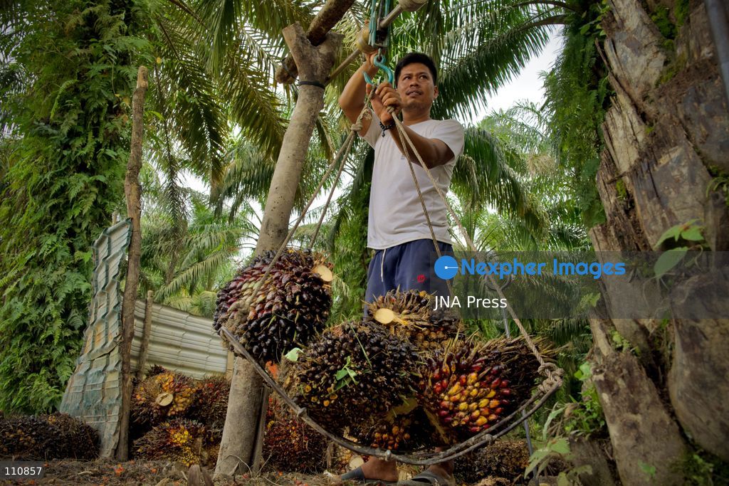 ARCHIVE - ACEH, INDONESIA, SEPTEMBER 24, 2026: Workers transport and weigh harvested oil palm fruit bunches for sale to a local collector in Aceh. BDS Indonesia’s “Stop Palm Oil to Israel” campaign calls on the government to end palm oil exports to Israel as part of a broader demand to sever trade ties. Campaign co-founder Muhammad Syauqi Hafiz links the demand to Israel’s actions against Palestinians and environmental destruction associated with forest and land fires in Indonesia. (Photo by Edsah Setiawan/JNA Press via Nexpher Images)