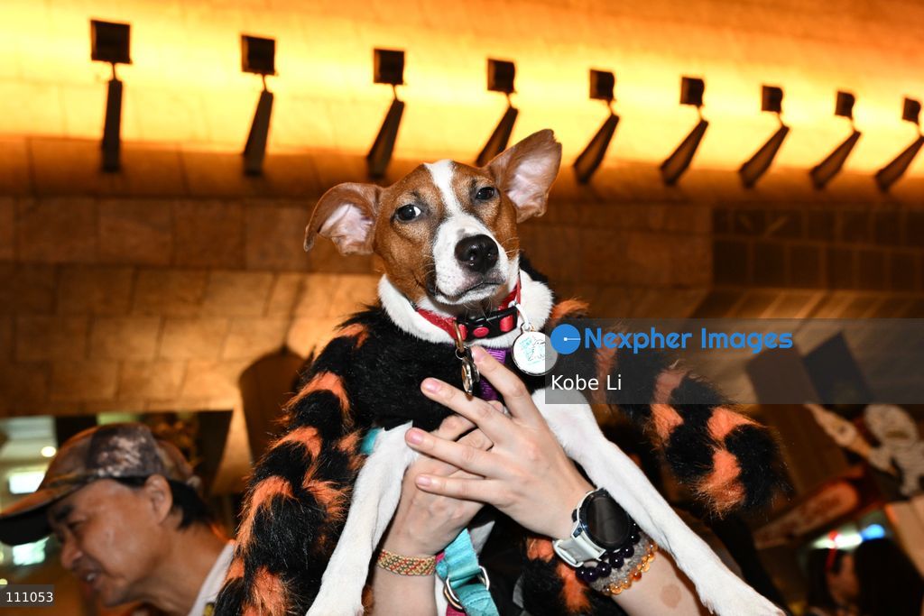 A dog cosplaying and posing photo during Halloween day at Mong Kok on October 31, 2026 in Hong Kong. (Photo by Kobe Li/Nexpher Images)