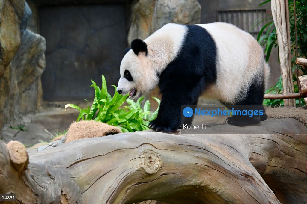 Hong Kong Ocean Park New Habitat for Panda Twins
