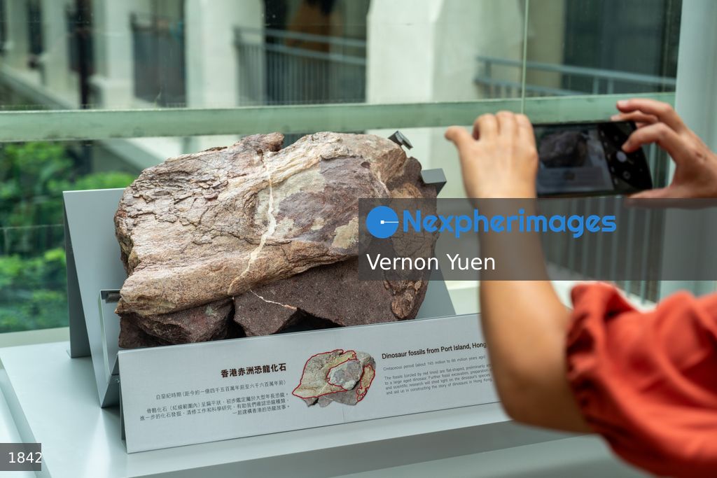 Hong Kong Dinasour Fossils