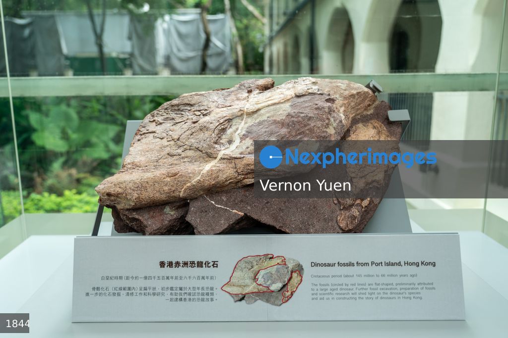 Hong Kong Dinasour Fossils