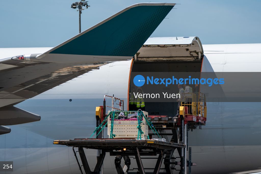 Pandas Arriving in Hong Kong International Airport
