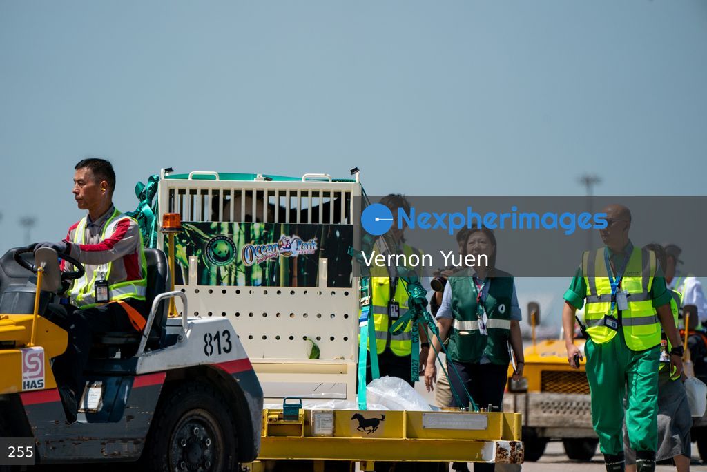 Pandas Arriving in Hong Kong International Airport