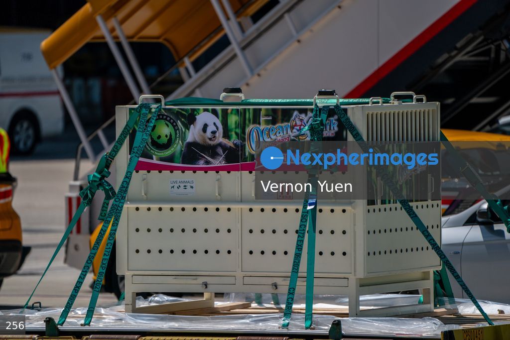Pandas Arriving in Hong Kong International Airport