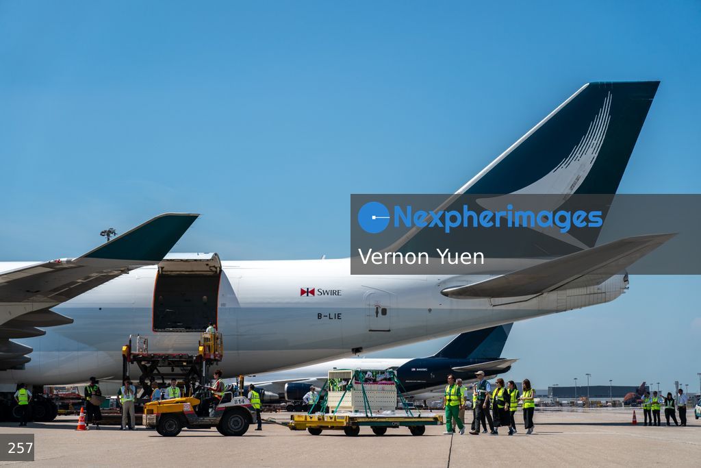 Pandas Arriving in Hong Kong International Airport