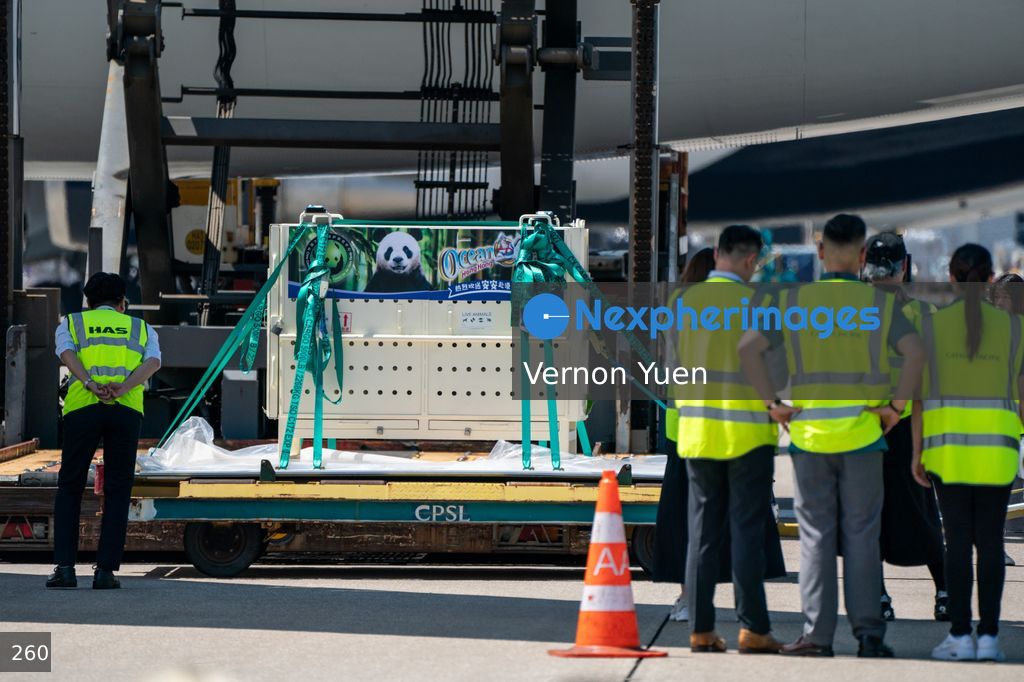 Pandas Arriving in Hong Kong International Airport
