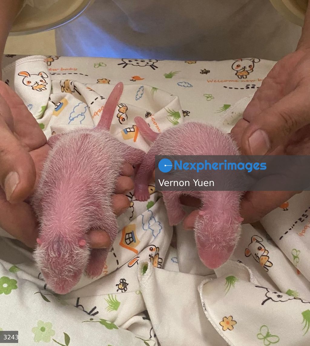Hong Kong Panda Born in Hong Kong Ocean Park