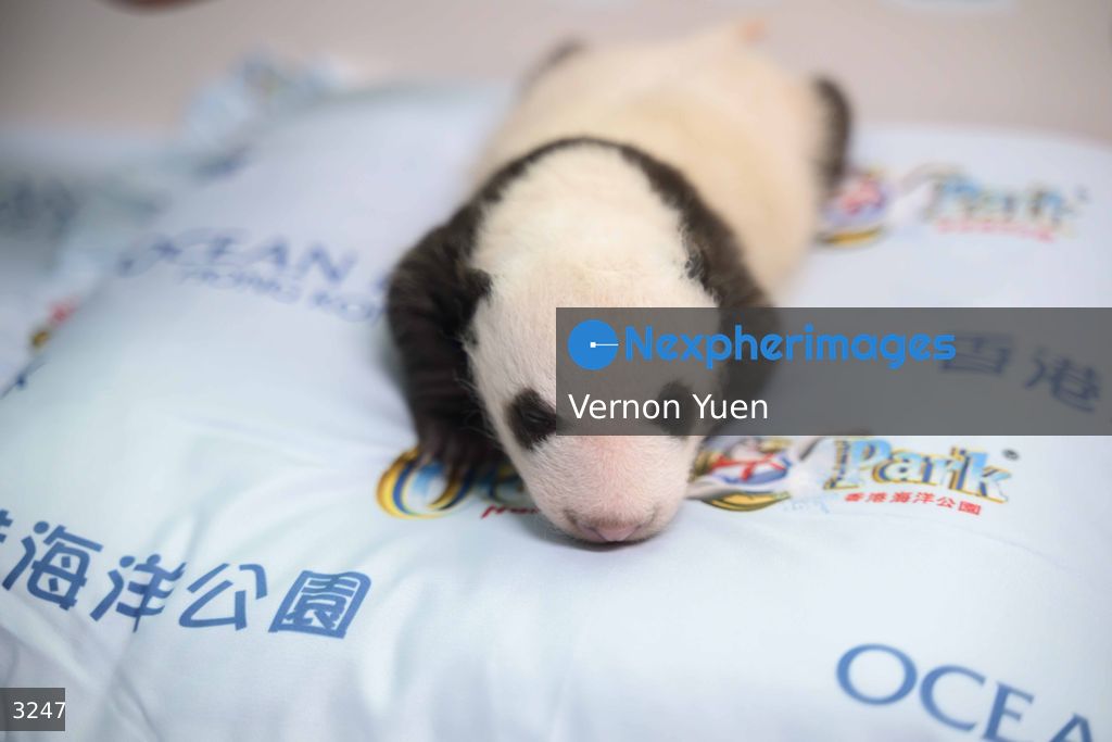 Hong Kong Born Baby Pandas Marks One Month Old