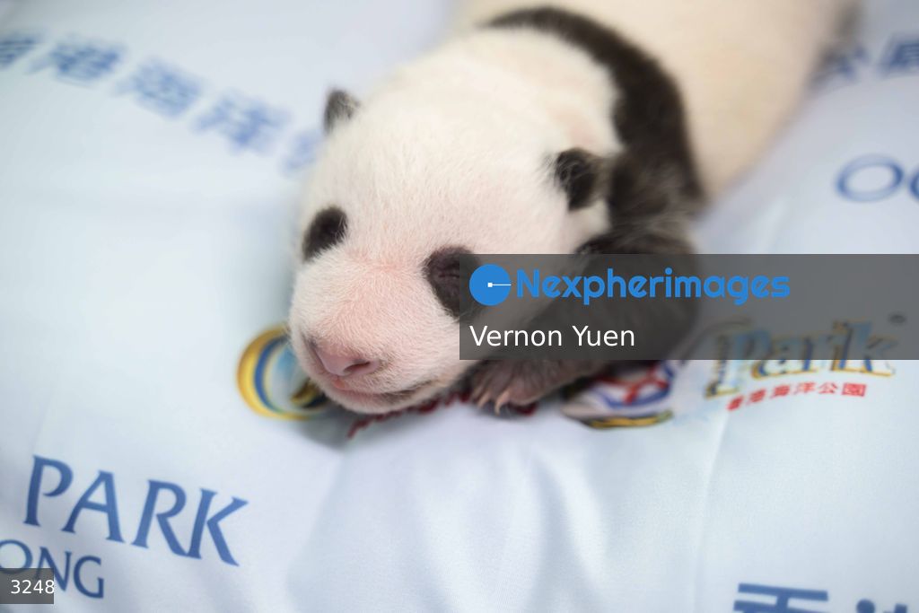 Hong Kong Born Baby Pandas Marks One Month Old