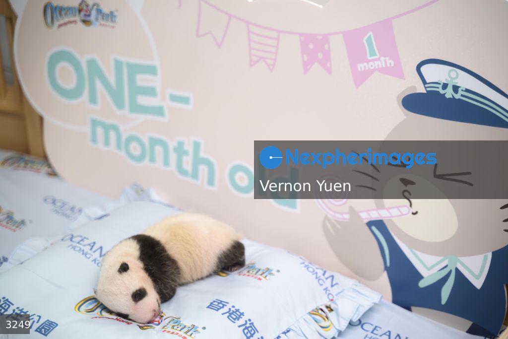 Hong Kong Born Baby Pandas Marks One Month Old