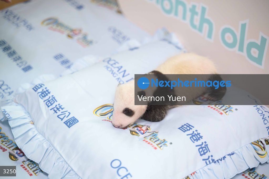 Hong Kong Born Baby Pandas Marks One Month Old