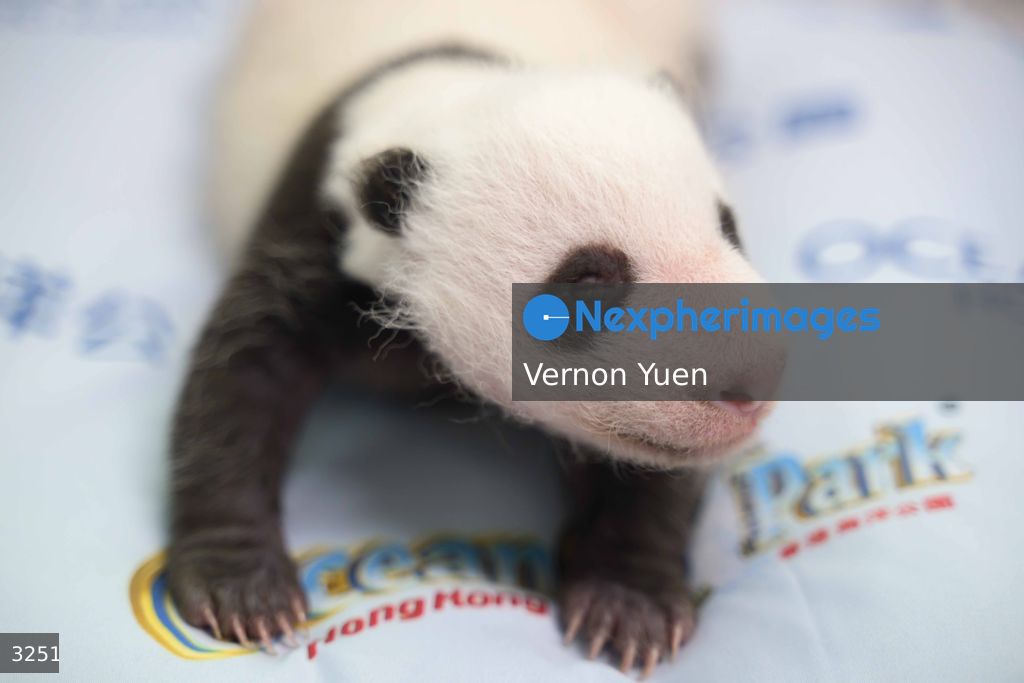 Hong Kong Born Baby Pandas Marks One Month Old