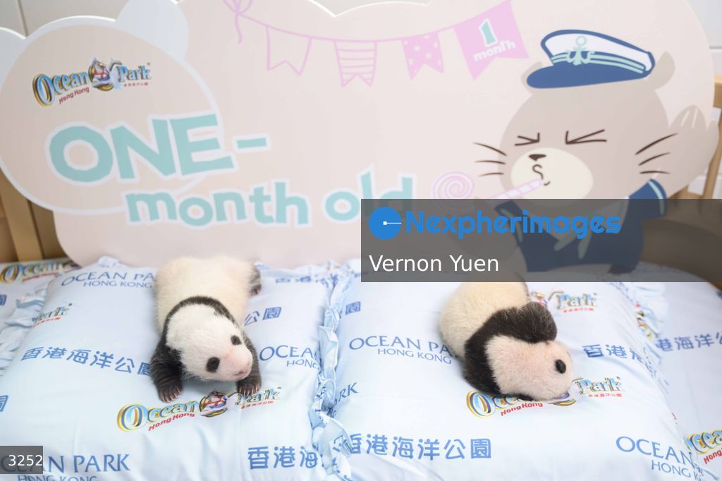 Hong Kong Born Baby Pandas Marks One Month Old