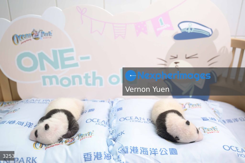 Hong Kong Born Baby Pandas Marks One Month Old