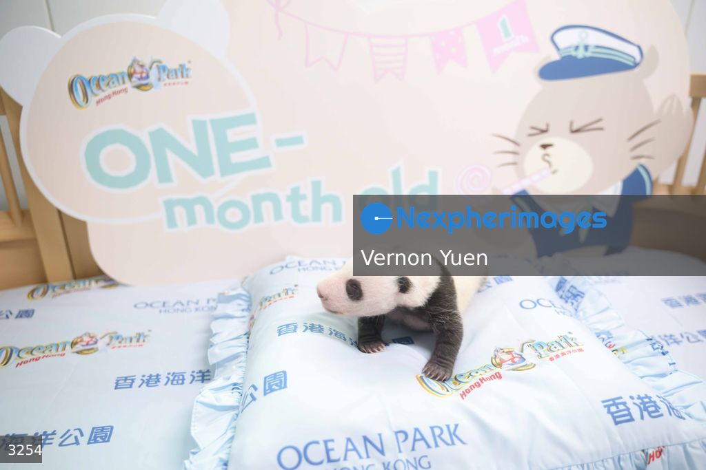 Hong Kong Born Baby Pandas Marks One Month Old