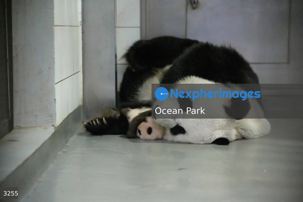 Hong Kong Born Baby Pandas