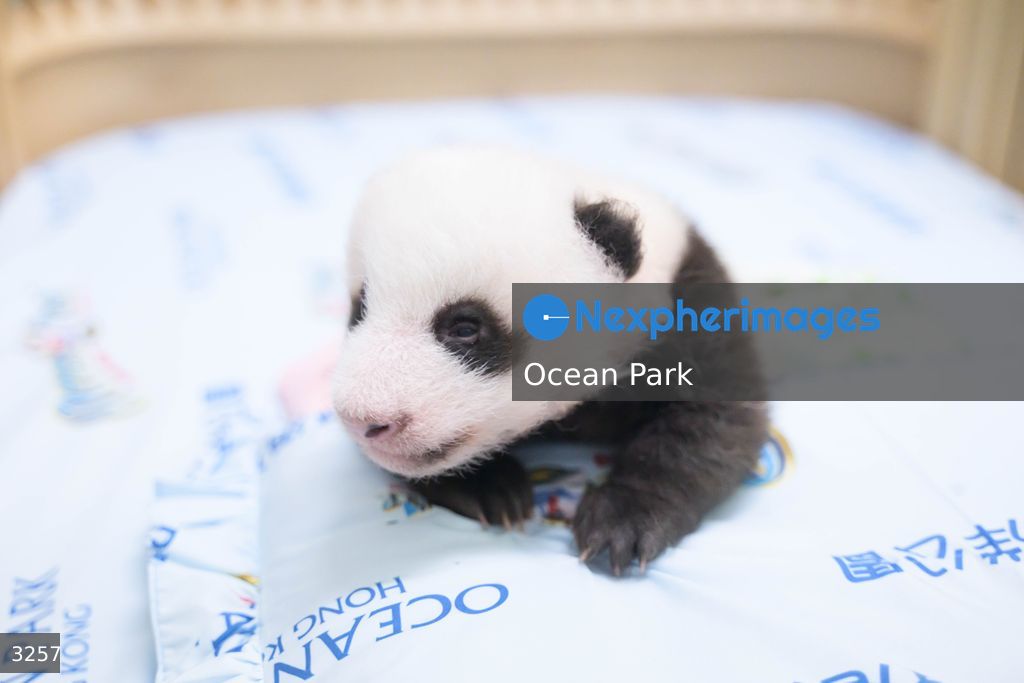 Hong Kong Born Baby Pandas