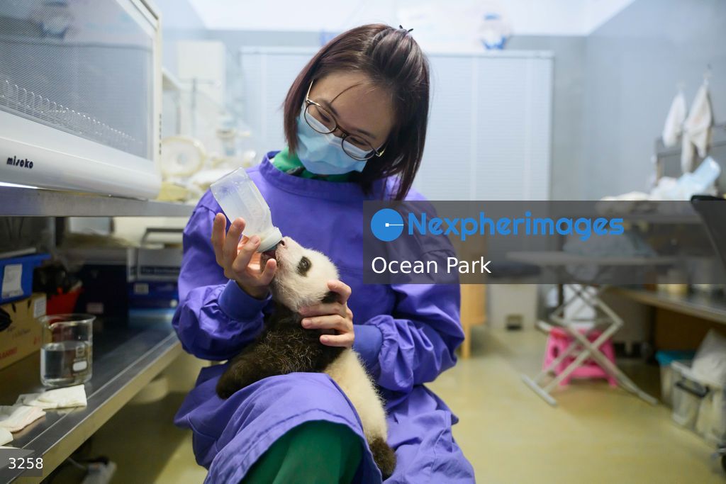Hong Kong Born Baby Pandas