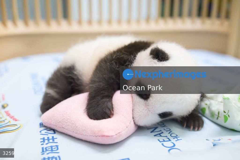 Hong Kong Born Baby Pandas