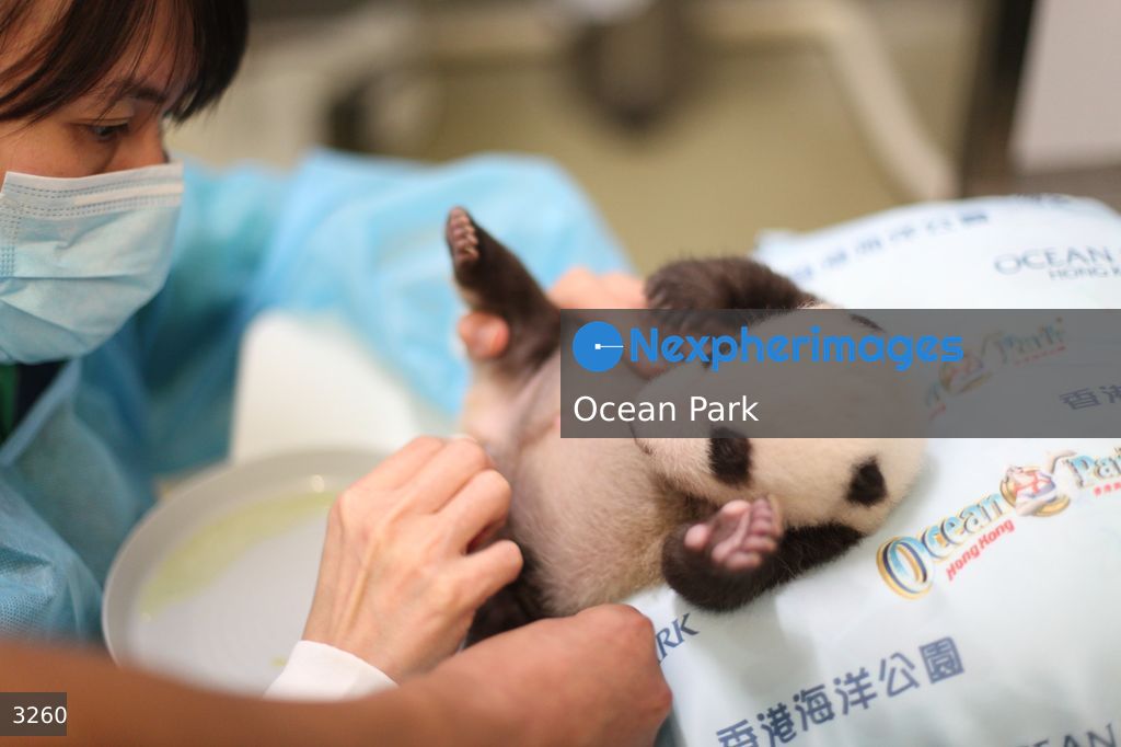 Hong Kong Born Baby Pandas