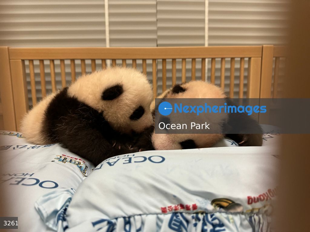Hong Kong Born Baby Pandas