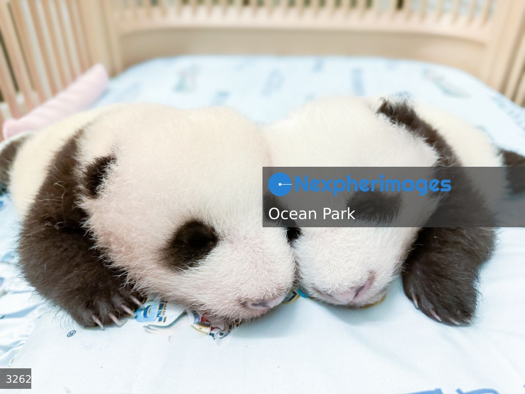 Hong Kong Born Baby Pandas