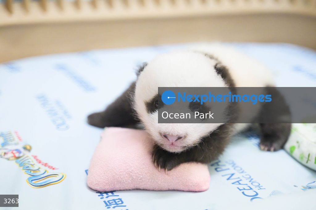 Hong Kong Born Baby Pandas