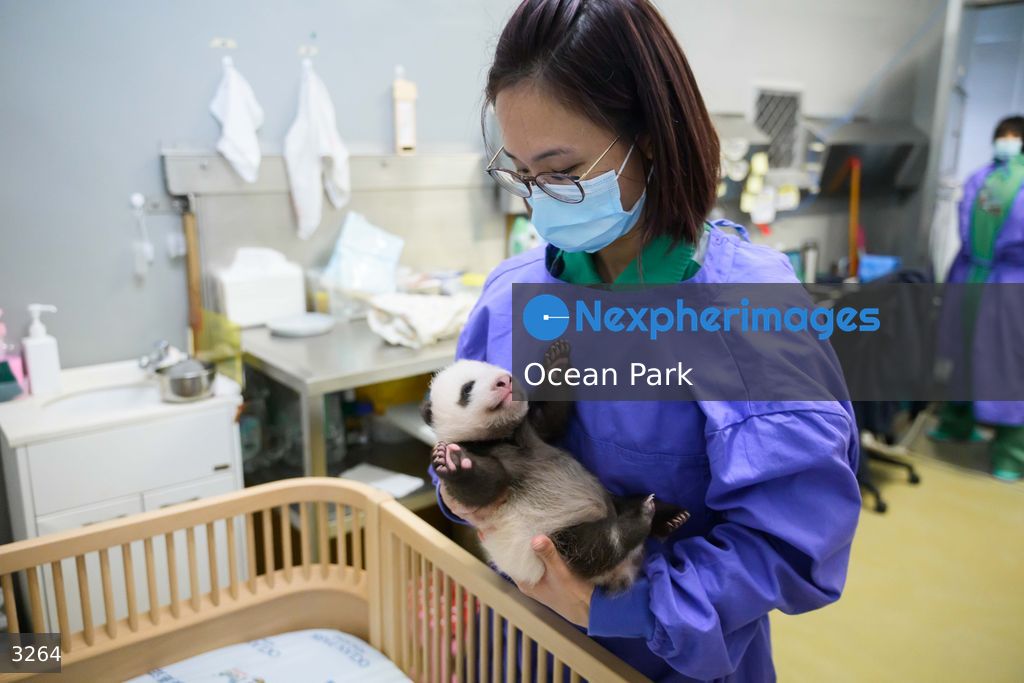 Hong Kong Born Baby Pandas