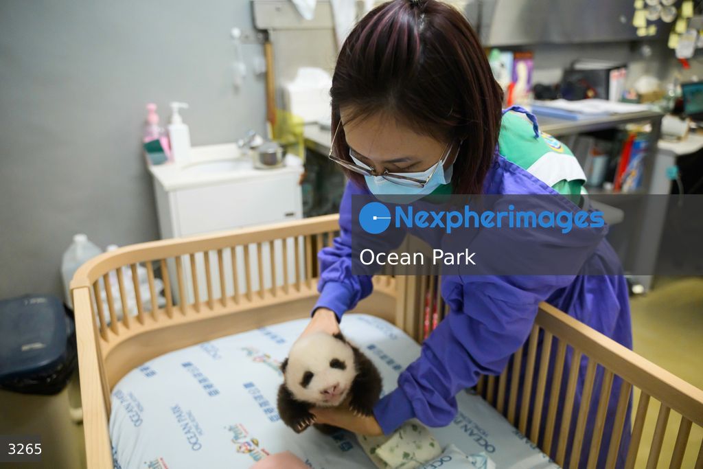 Hong Kong Born Baby Pandas