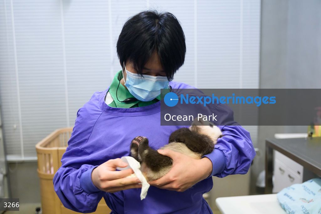 Hong Kong Born Baby Pandas