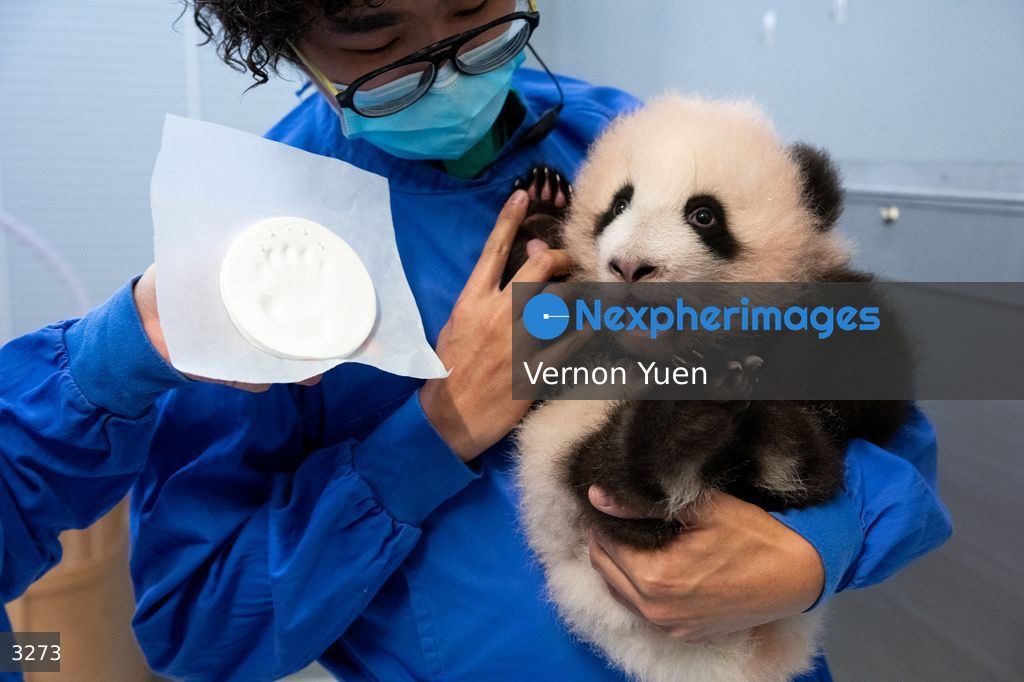 Hong Kong Born Baby Pandas Mark 100 Day Birthday