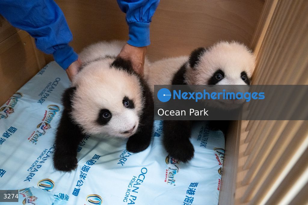 Hong Kong Born Baby Pandas Mark 100 Day Birthday