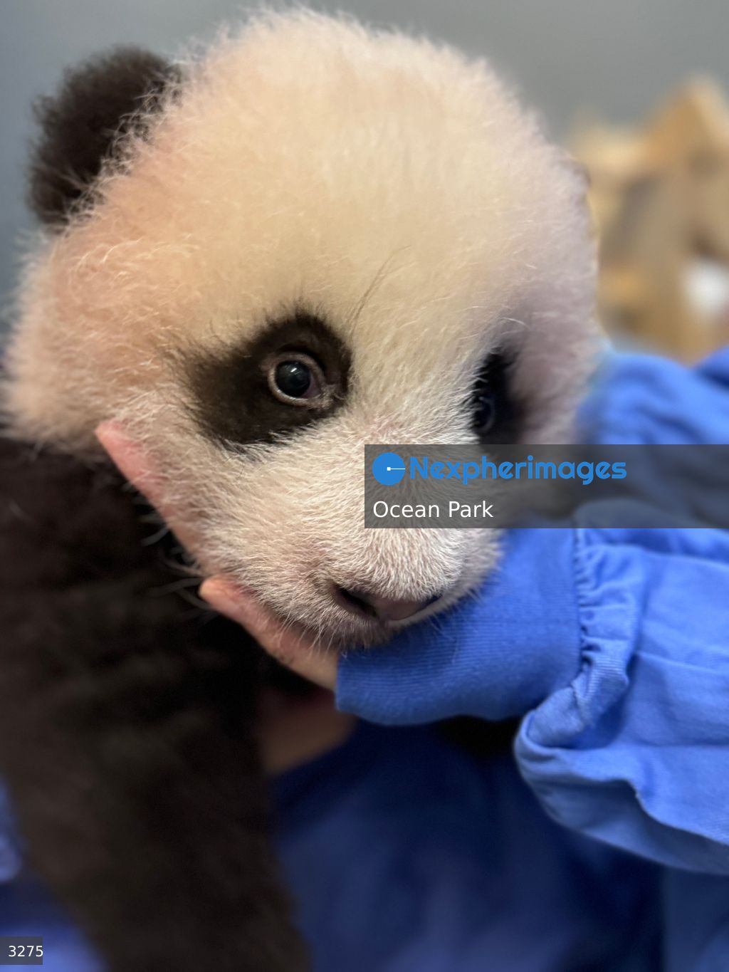 Hong Kong Born Baby Pandas Mark 100 Day Birthday