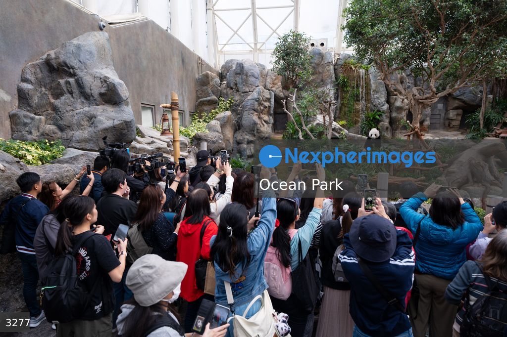 Hong Kong Born Baby Pandas Mark 100 Day Birthday