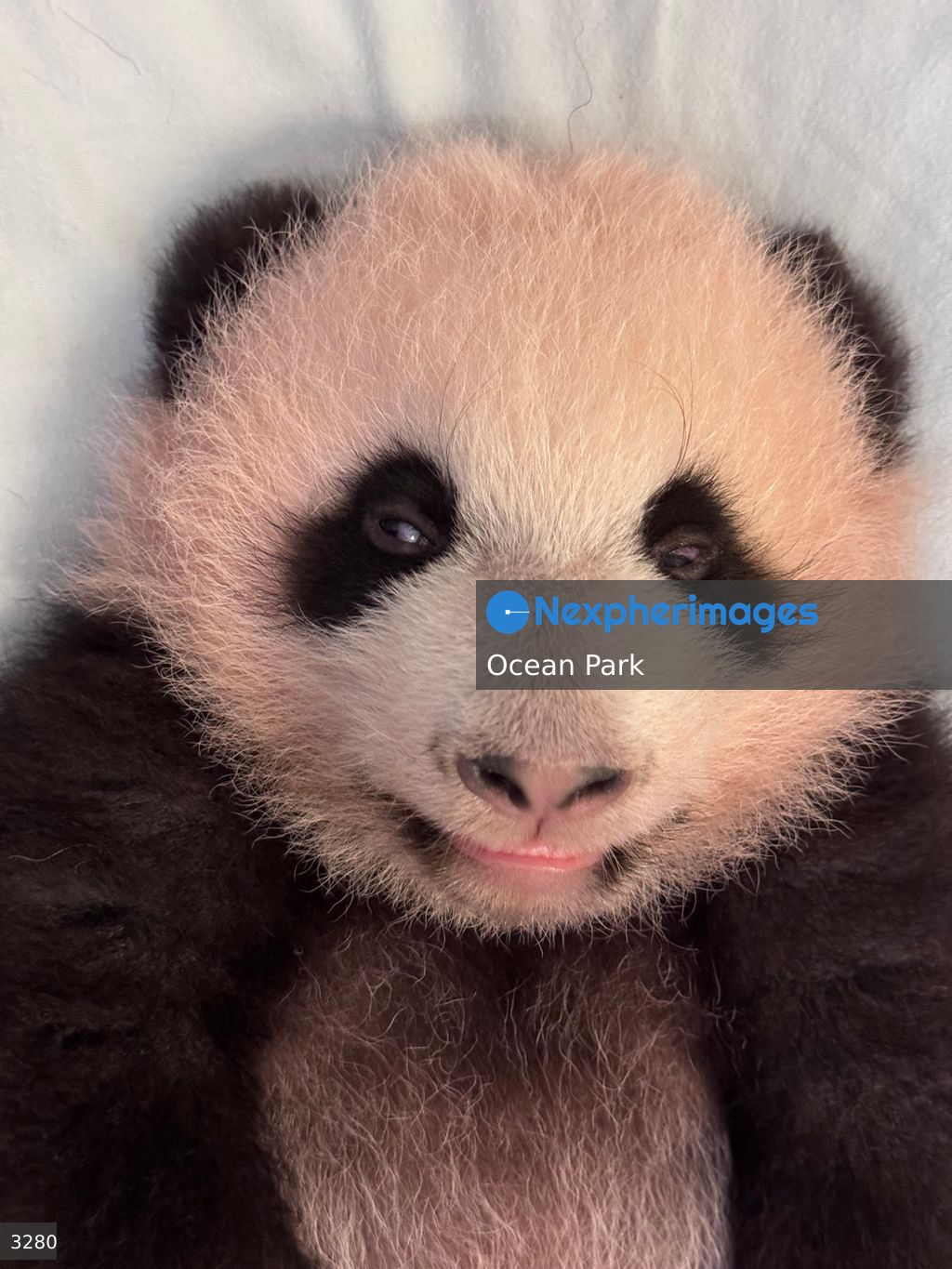 Hong Kong Born Baby Pandas Mark 100 Day Birthday