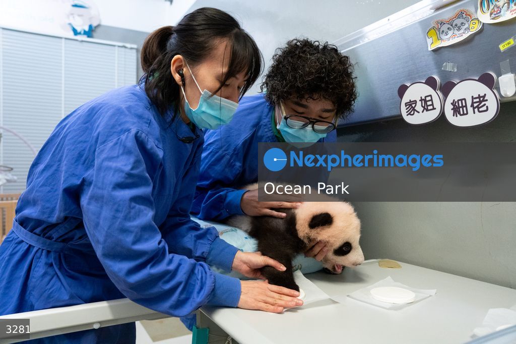 Hong Kong Born Baby Pandas Mark 100 Day Birthday