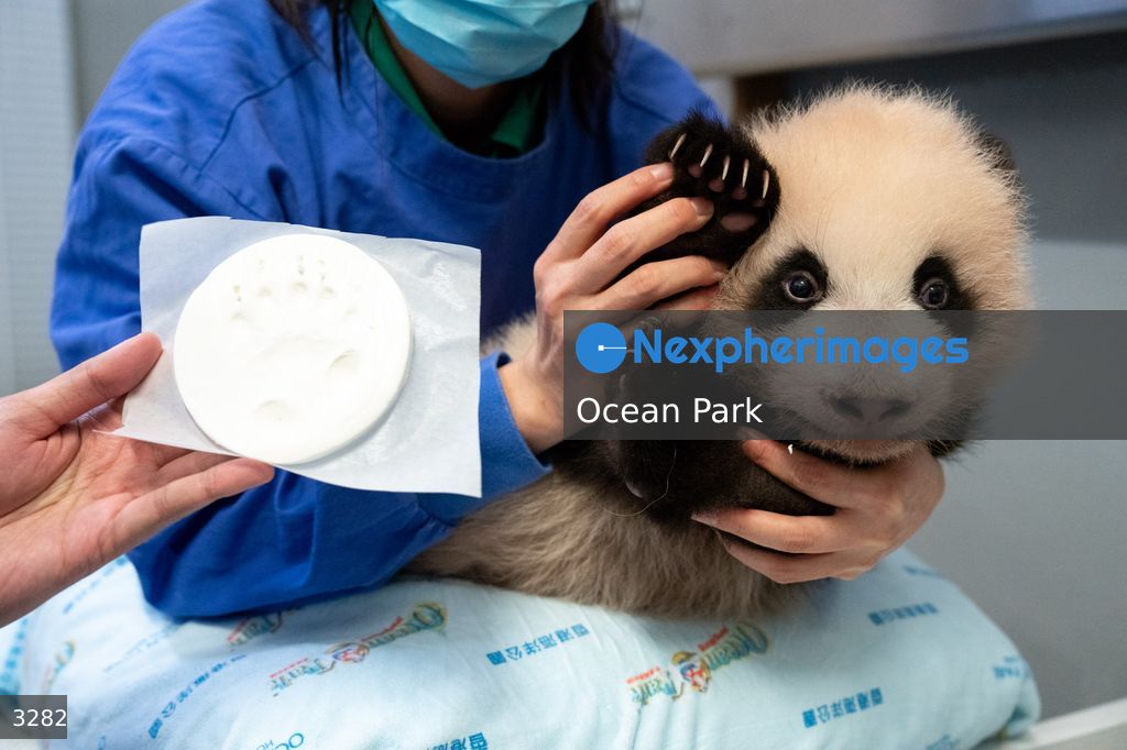Hong Kong Born Baby Pandas Mark 100 Day Birthday