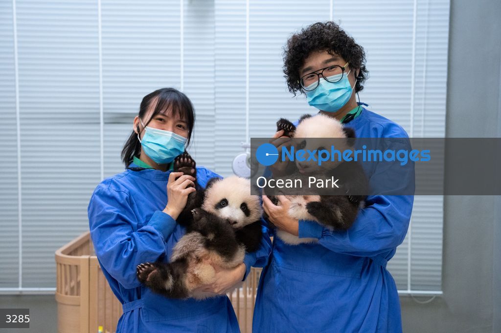 Hong Kong Born Baby Pandas Mark 100 Day Birthday