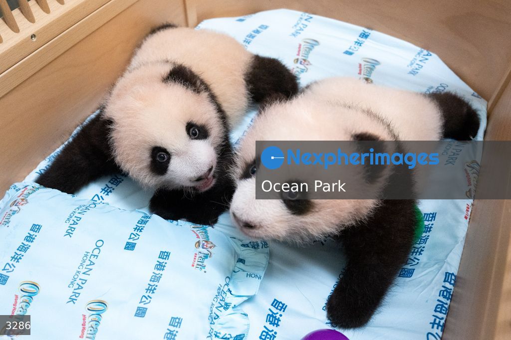 Hong Kong Born Baby Pandas Mark 100 Day Birthday